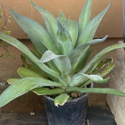 Plant