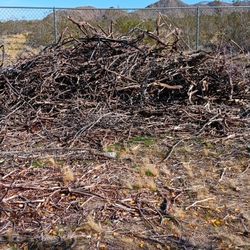 Firewood