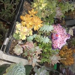 Mix Succulents Plant.