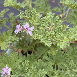 Rose Scented Geraniums 4 Inch Pots 