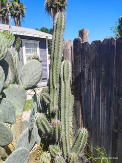 Cactus awesome Cactus plant