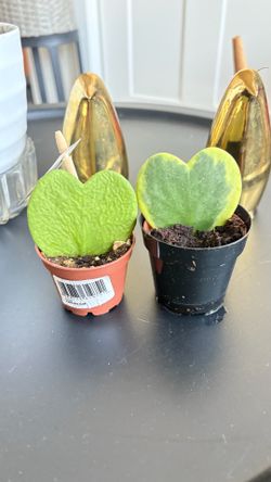 Set of two heart hoya plant