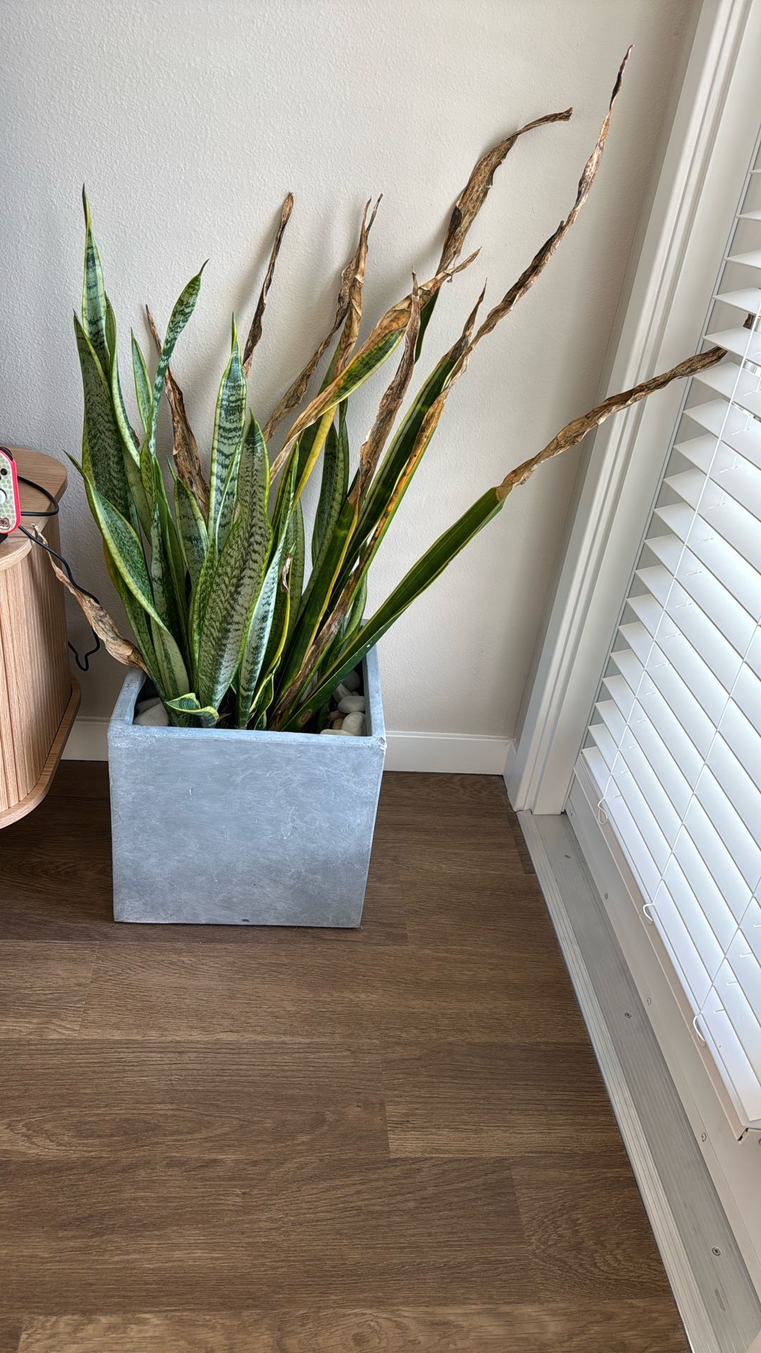 Snake Plant With Planter 