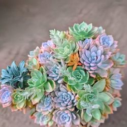 Mother's Day Succulent Arraignment 