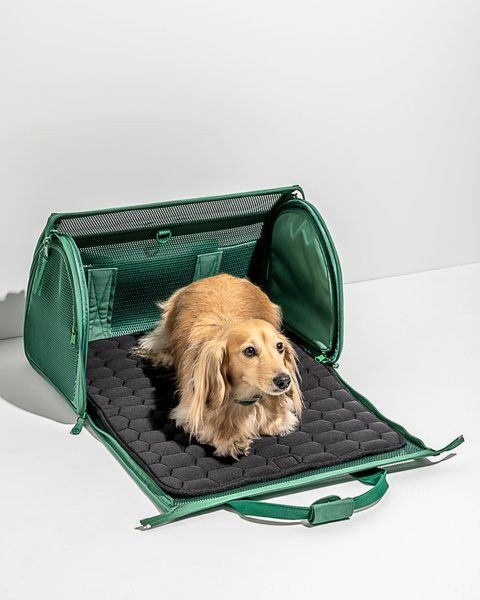 Wild One Pet Carrier