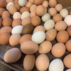 Eggs For Sale 