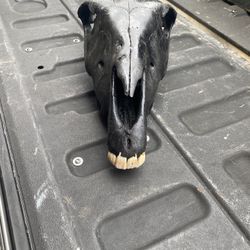 Donkey Skull