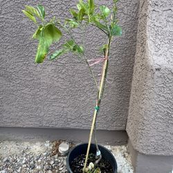 Rare Thai Red Pomelo grafted