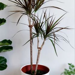 Living Plant 🌱 40"H Drecaena Marginata (Symbolize Good Luck, Resilience, Prosperity, and Longevity) on 9"H White Pot with Tray ::: Indoor