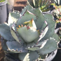 Agave Black And Blue 