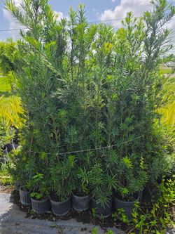 podocarpus 6 to 7 feet tall Instant Privacy Hedge For Fence Green Full Ready for planting  minimum qty 30+