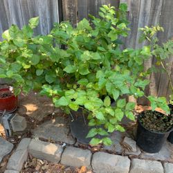 Jasmine Flowers Plant 