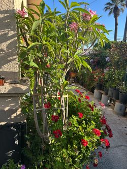 Plumeria