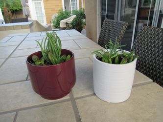 Set Of Glossy Burgundy & White Pattern Garden Pots With Succulents