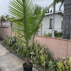 Beautiful Palm 6 Feet