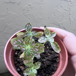 Polka Dot Plant
