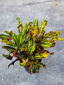 Mammy' crotons live