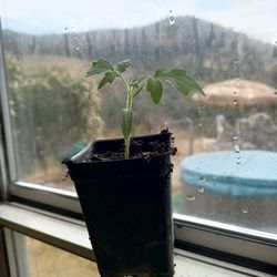 Beefsteak Tomato Plants