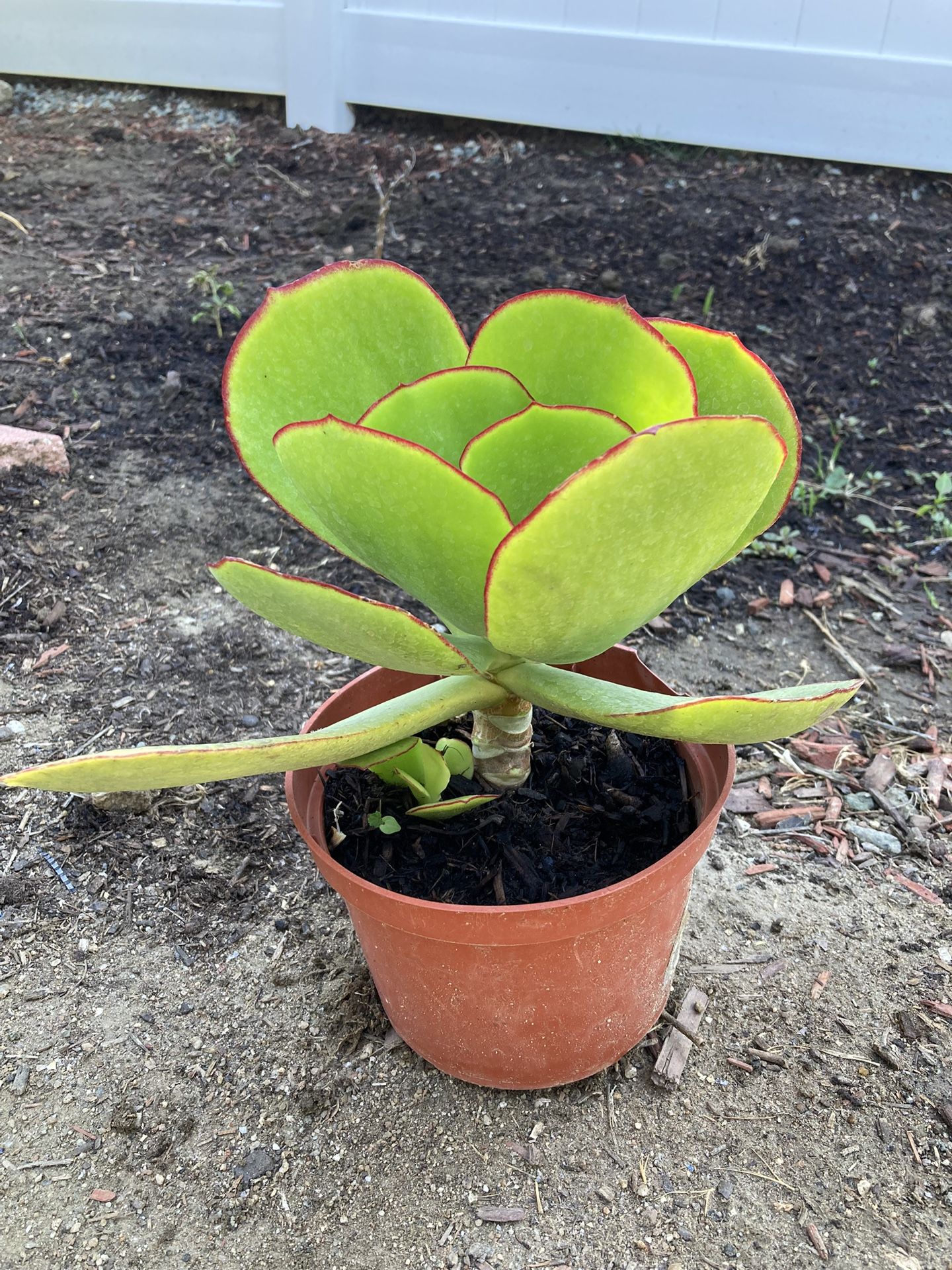 Succulent Plant