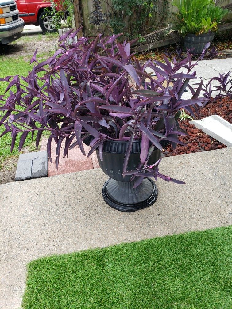 Potted Purple