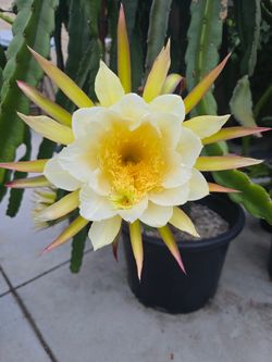 Dragon Fruit Cuttings