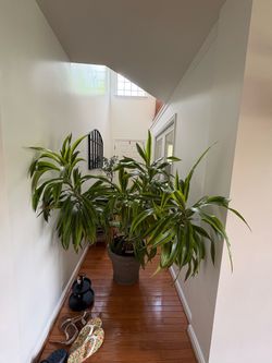 Large Dracaena Indoor Plant in Pot