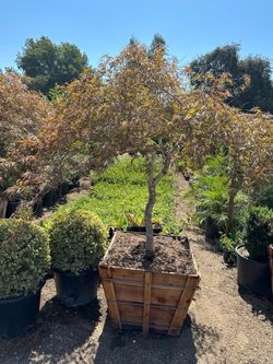 Crimson queen Japanese maples (Dwarf)