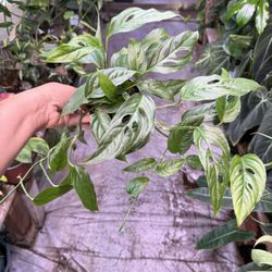 5” Monstera Laniata 