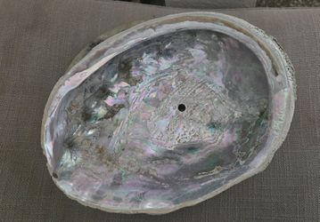Abalone shell