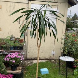 Indoor Dracaena 