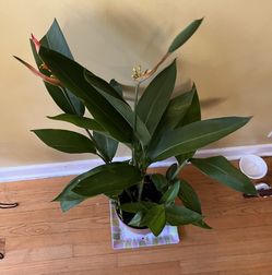 🐦‍🔥Heliconia Plant🐦‍🔥