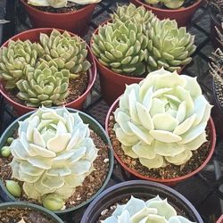 Succulent Plants.