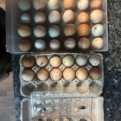 Fertile Chicken Eggs 