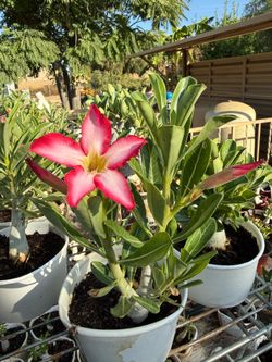Desert Roses