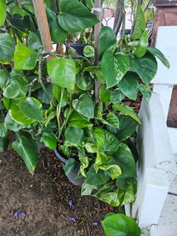 New 5 gallons plants