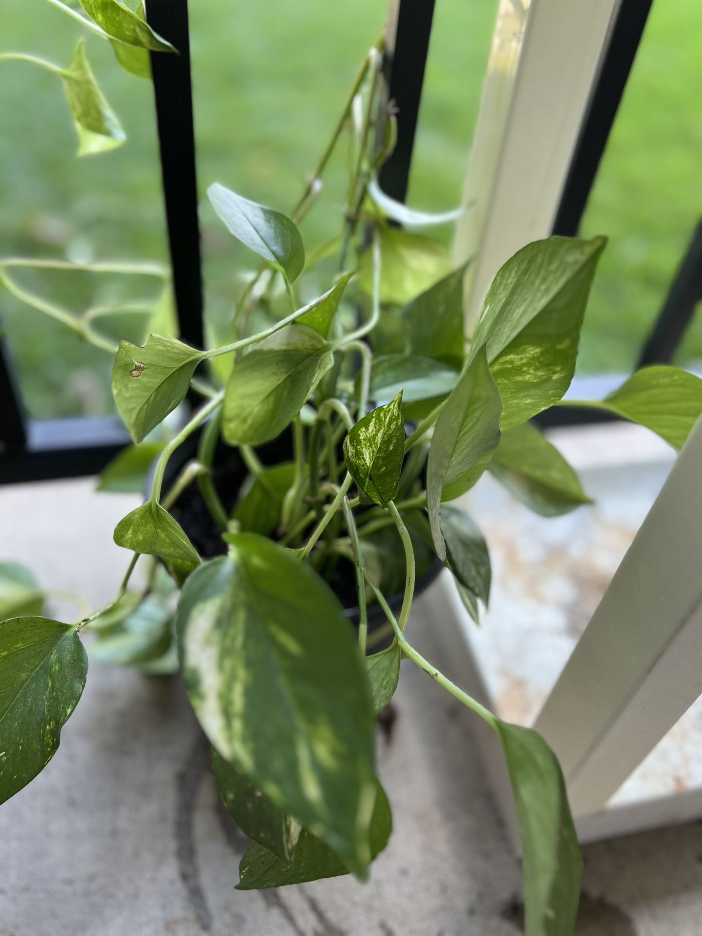 Pothos plant for sale