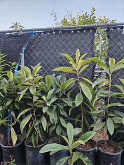 Loquat Tree