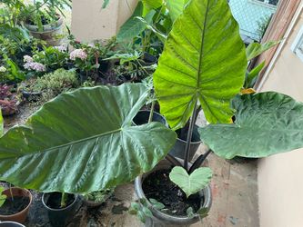 Black and green