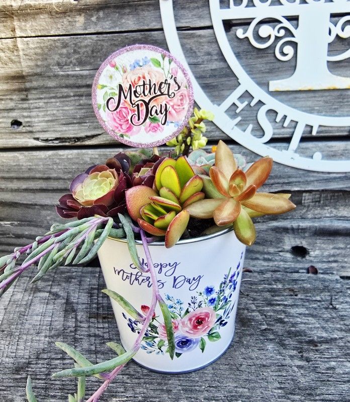 Mother's Day Succulent Sale!!