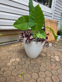 Elephant plants/Tradescantia Zebrina