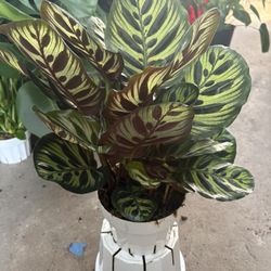 Calathea Makoyana