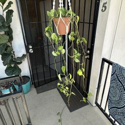 House Plant