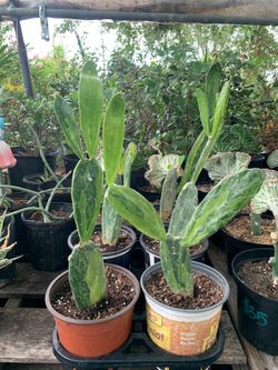 Variegated Spineless Prickly pear plant