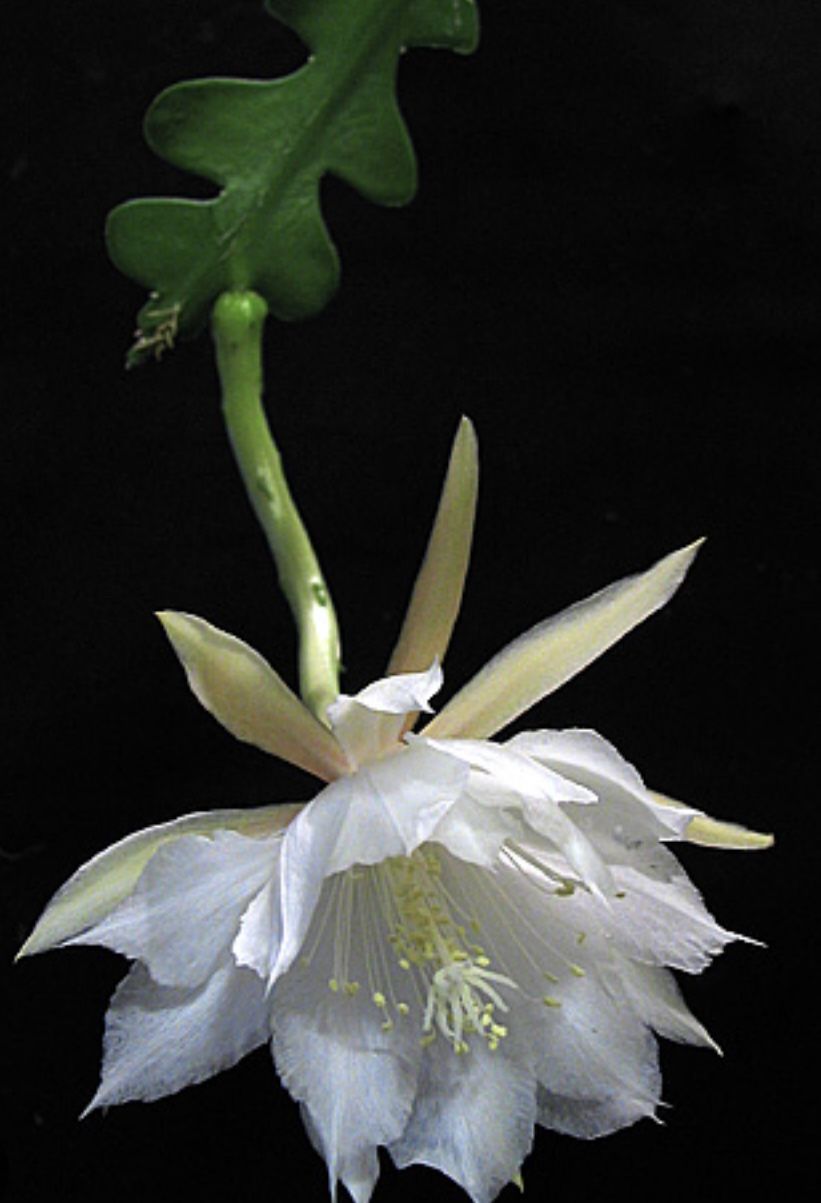 Epiphillum Anguliger