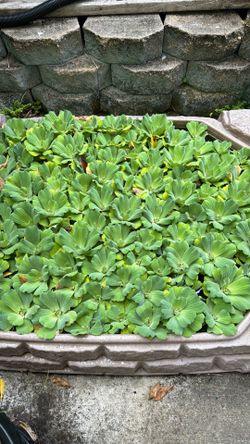 $1.50 Each Water lettuces