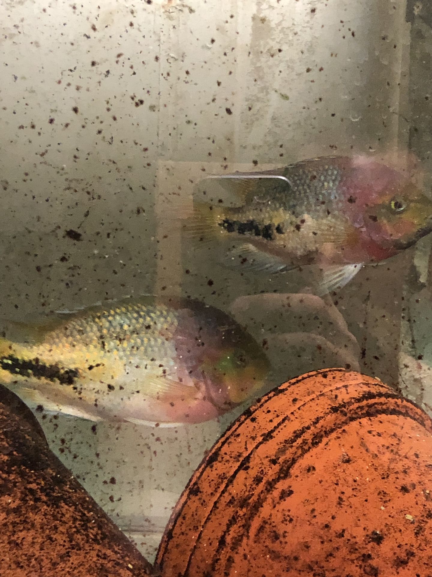 Synspilum cichlid only 1 left 7”