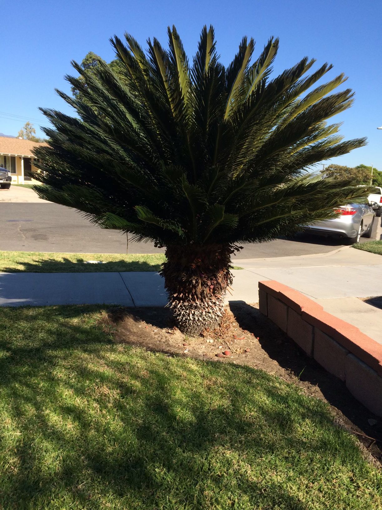 2- 5’ Sega Palm Trees