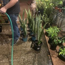 Huge Snake Plants 