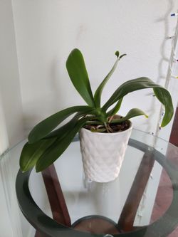 Orchid live plant