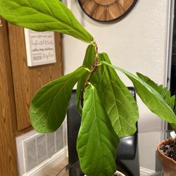 Fiddle Fig Leaf Plant 